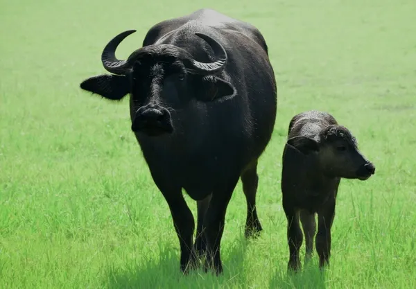 Test rapide de détection du lait de vache dans le lait de bufflonne à Genève et partout ailleurs