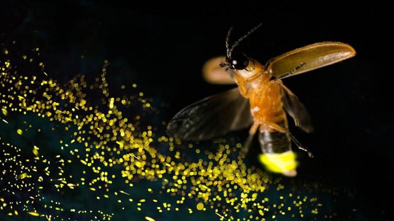 Techniques de bioluminescence pour détecter les contaminations microbiennes à Lille et partout ailleurs